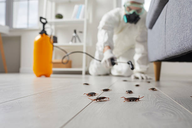 Trusted Termite Control service in Lakeview, OH - Nex Pest Control